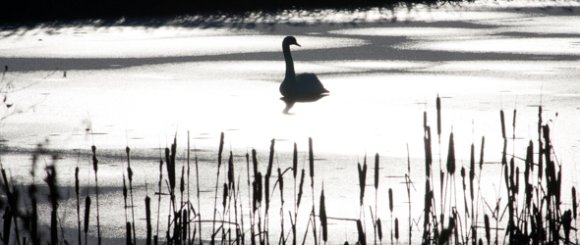 Swan in winter