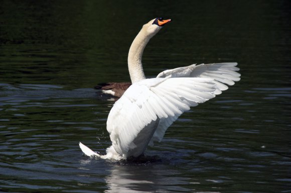 Swan on the canal