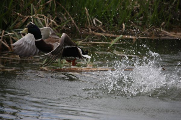 Duck in flight