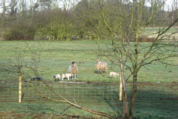 Sheep in Spring